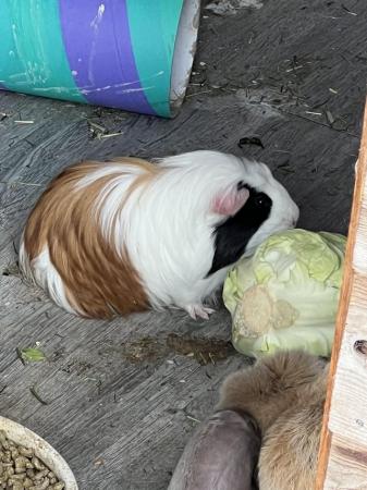 Image 3 of Boar long haired guinea pig