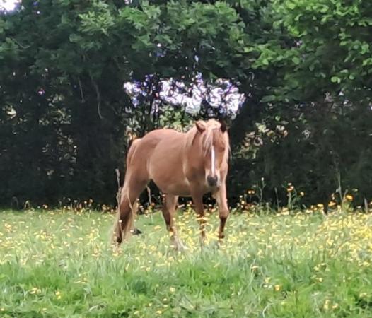 Image 4 of Lovely 2yr Pony Gelding 12h2