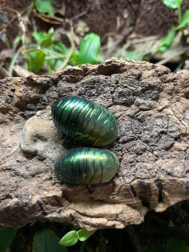 Preview of the first image of EMERALD COCKROACHES ( PSEUDOGLOMERIS MAGNIFICA ).