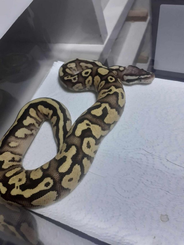 Preview of the first image of Firefly gravel/yb royal python.