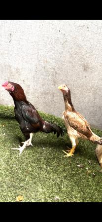 Image 1 of Aseel stag hint shamo pullet