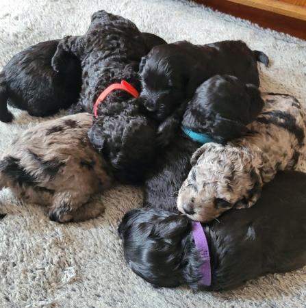 Image 6 of F1b Cockapoo puppies for sale