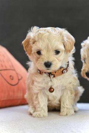 Image 7 of Beautiful F1 Toy Maltipoo Puppies (1 Left)