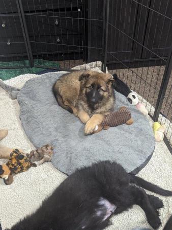 Image 14 of Sable Health Tested Straight Backed GSD Puppies