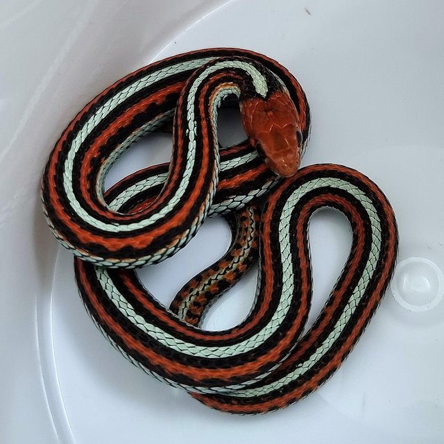 Preview of the first image of Wanted female Sanfrancisco, Oregon red spotted garter snake.