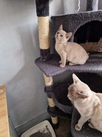 Image 7 of blue and lilac Burmese boys Kittens for sale