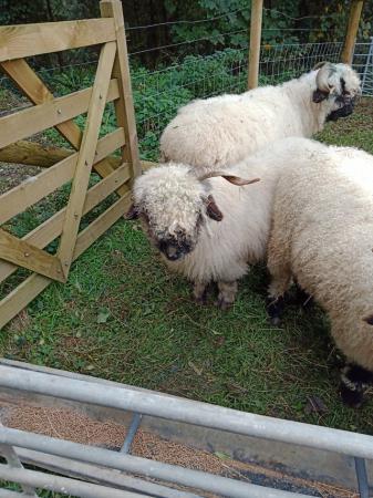 Image 10 of Pedigree blacknose Valais breeding ewes a family of 4