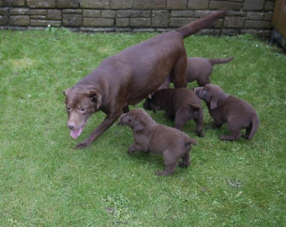 Image 5 of Stunning KC Health Tested Labrador Puppies