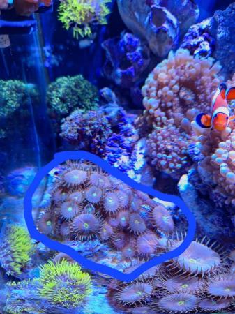 Image 4 of Marine tank coral frags