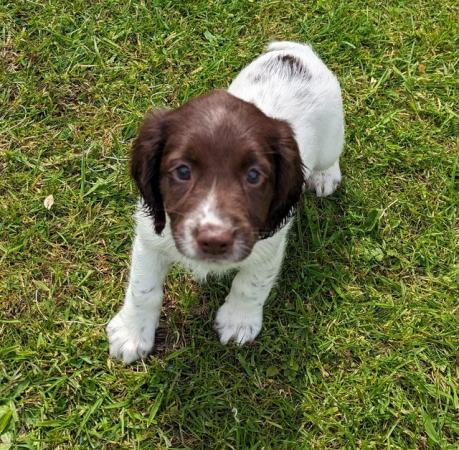 Image 1 of sprocker for sale from loving home