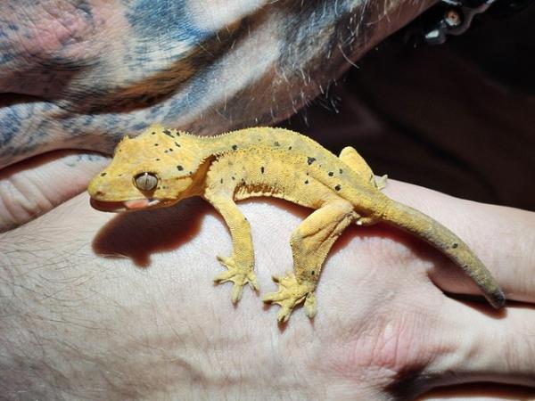 Image 4 of Baby dalmatian crested gecko poss super dal