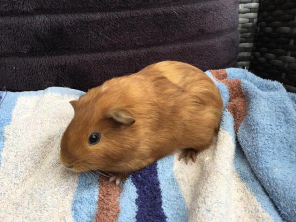 Image 1 of 8week old male baby guinea pig