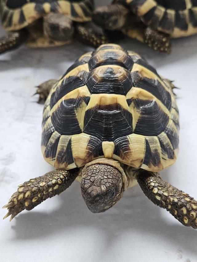 Preview of the first image of Hermanns Tortoise 2yo male (x2).