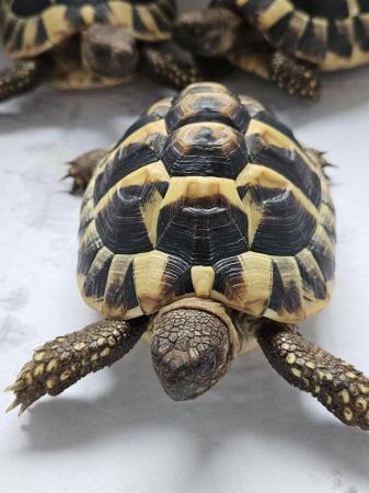 Image 1 of Hermanns Tortoise 2yo male (x2)