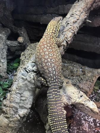 Image 3 of Proven Breeding pair of yellow ackie monitors