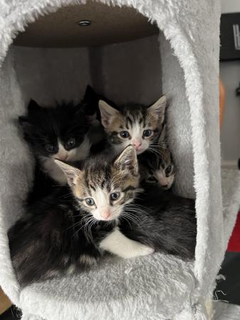 Image 4 of 7x Kittens. Almost Ready for New Home