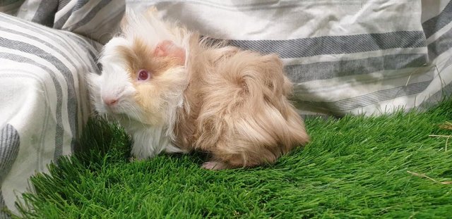 Image 5 of I have for sale Boar (Male) Guinea Pigs