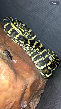 Image 5 of (Snake) Jungle carpet pythons male and female cb22-21