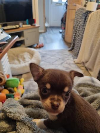 Image 6 of Beautiful chihuahua  puppies  long and short  coated