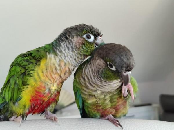 Image 4 of Green Cheek Conures Max & Rosie