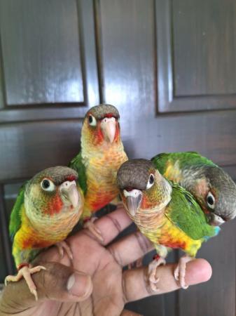 Image 5 of Handreared tame baby yellowsided green cheek conures - Males