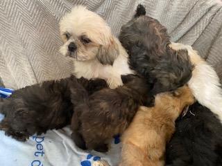 Image 12 of CUTE AND CUDDLY SHIHPOO PUPPIES