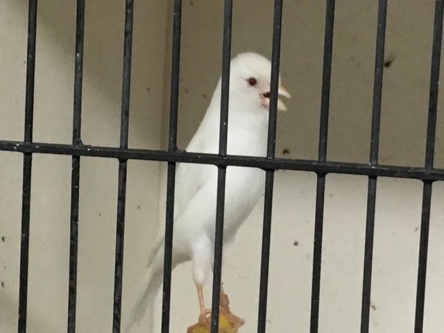 Irish Fancy canaries for sale — photo 4 of 4