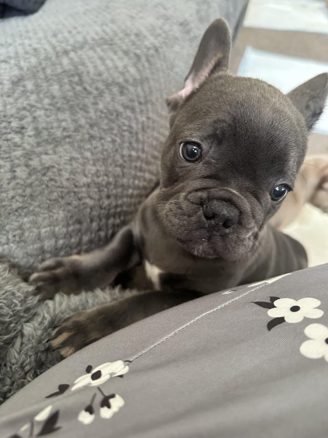 Preview of the first image of French bulldog last boy left kc registered ready to leave!.