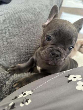 Image 1 of French bulldog last boy left kc registered ready to leave!