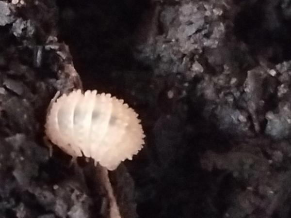 Image 5 of Pineapple isopods available