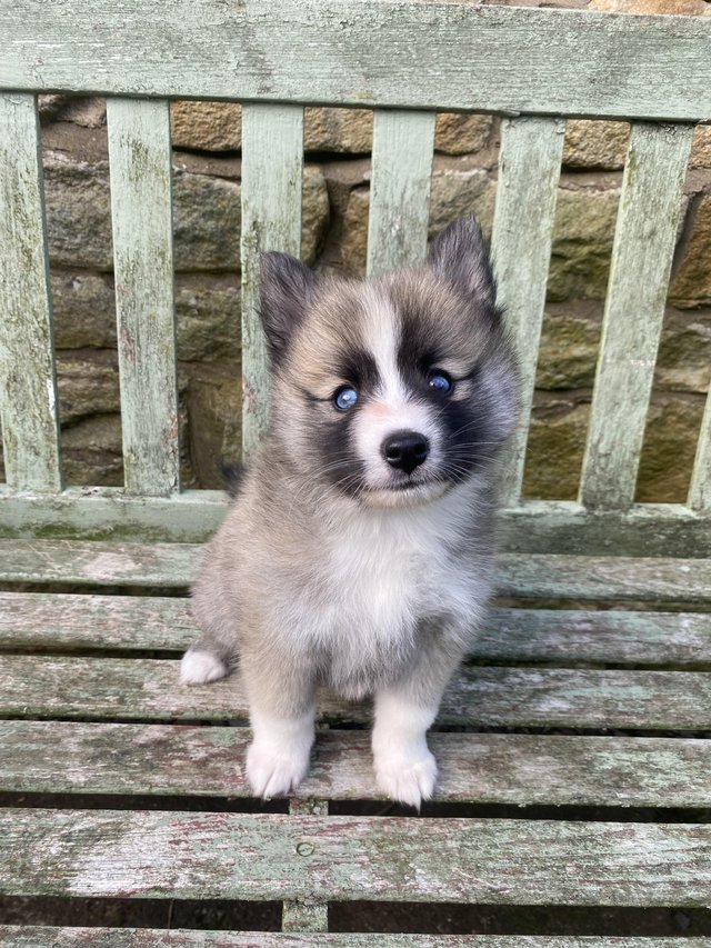 Preview of the first image of F2 Pomsky puppies for sale.