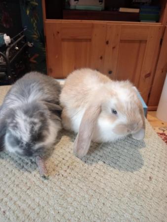 Image 2 of French lop rabbits boys