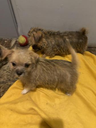 Image 6 of Jack Russell /Shih Tzu puppies for sale one left