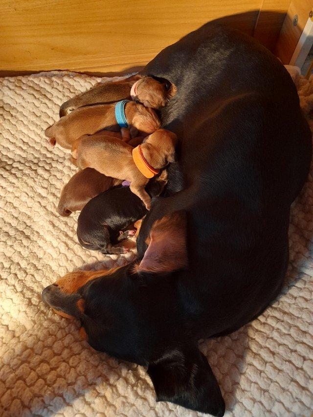 Preview of the first image of 6 Gorgeous miniature Dachshunds 1 week old.