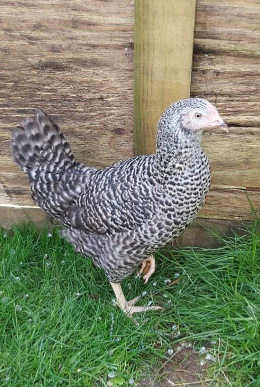 Preview of the first image of Cuckoo Maran Hybrid Pullets.