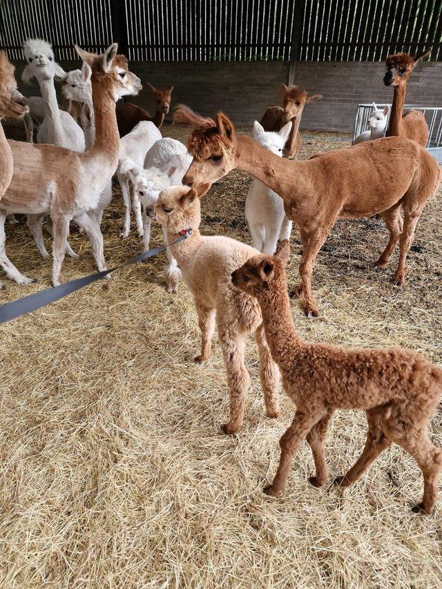 Preview of the first image of Unregistered intact male alpacas..