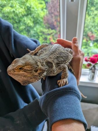 Image 2 of Male Bearded dragon 1yr and a half