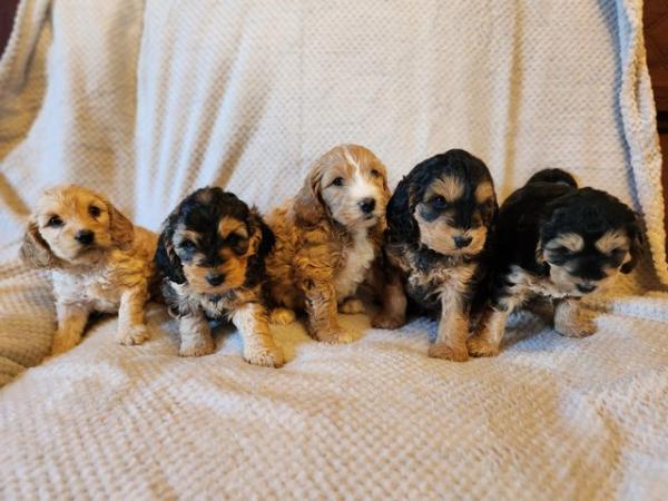 Image 1 of Stunning cockapoo puppies READY NOW