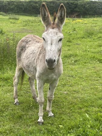 Image 3 of Pair of stunning Jenny donkeys