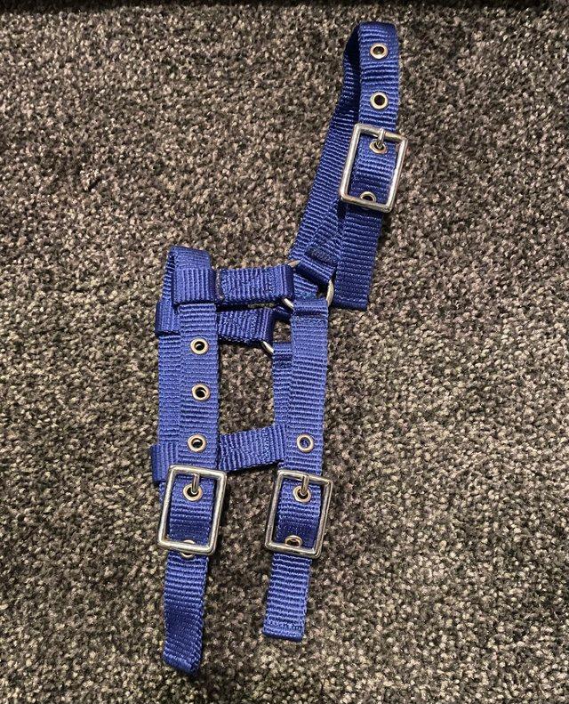 Preview of the first image of Blue foal slip head collar halter new without tags.