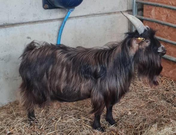 Image 1 of 3 year old entire pygmy goat billy