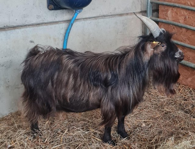 Preview of the first image of 3 year old entire pygmy goat billy.