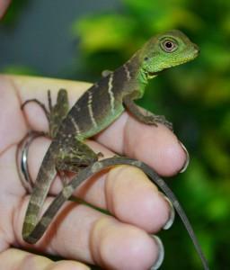 Image 19 of WARRINGTON PETS STOCKED LIZARDS FOR SALE