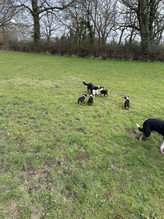 Image 5 of 4 beautiful border collie dog puppies available