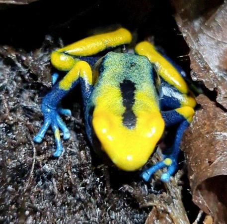 Image 4 of Azureus and Tumucumaque dart frog froglets, others available