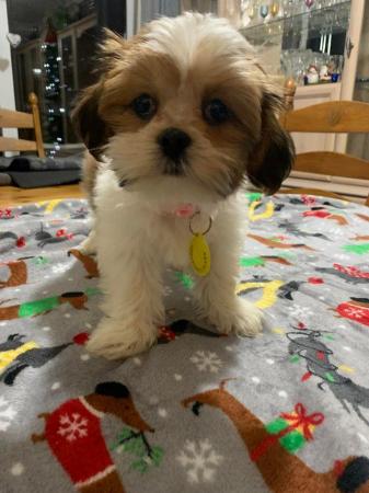 Image 2 of Lhasa Apso puppies For Sale Looking For Loving Homes
