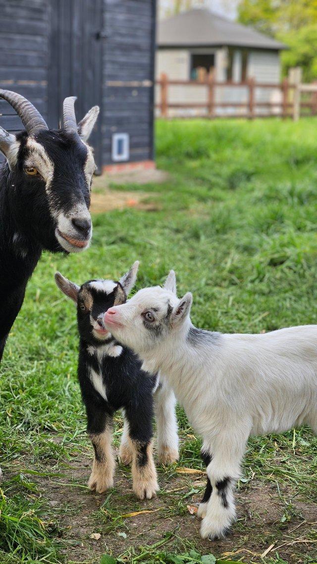 Preview of the first image of Beautiful Pygmy Kid Goats for Sale.