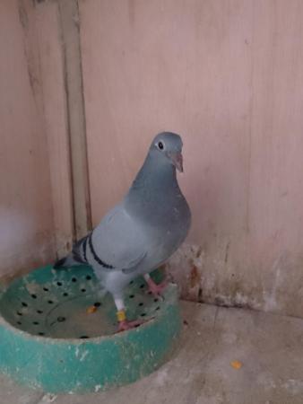 Image 4 of Racing pigeons available all ages