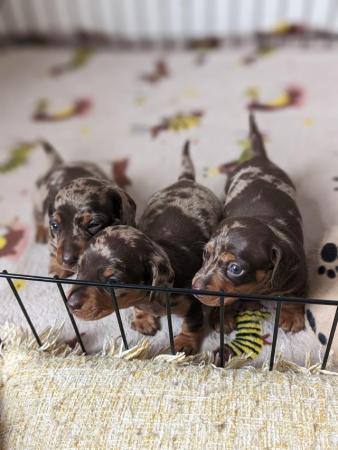 Image 2 of Miniature dachshund pups