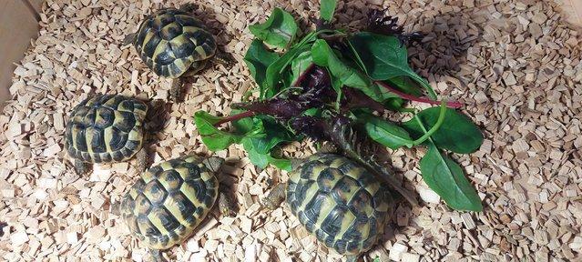 Image 5 of Three year old Herman Tortoises (£150 each no offers)